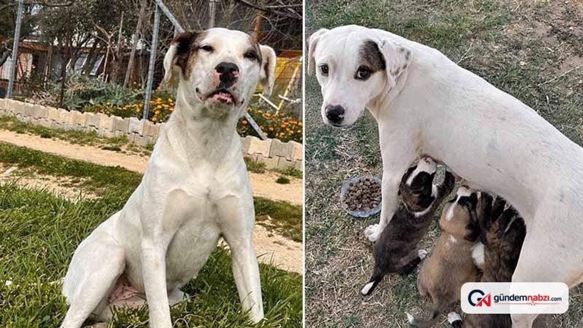 Edirne'de av tüfeğiyle öldürülen 'Sütlaç' adlı köpek için suç duyurusu