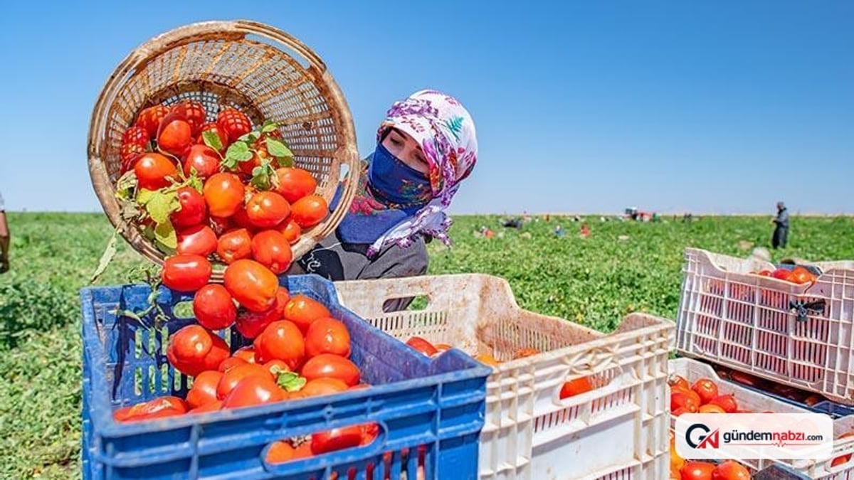 Karacadağ domatesleri İtalya ve ABD'ye ihraç ediliyor