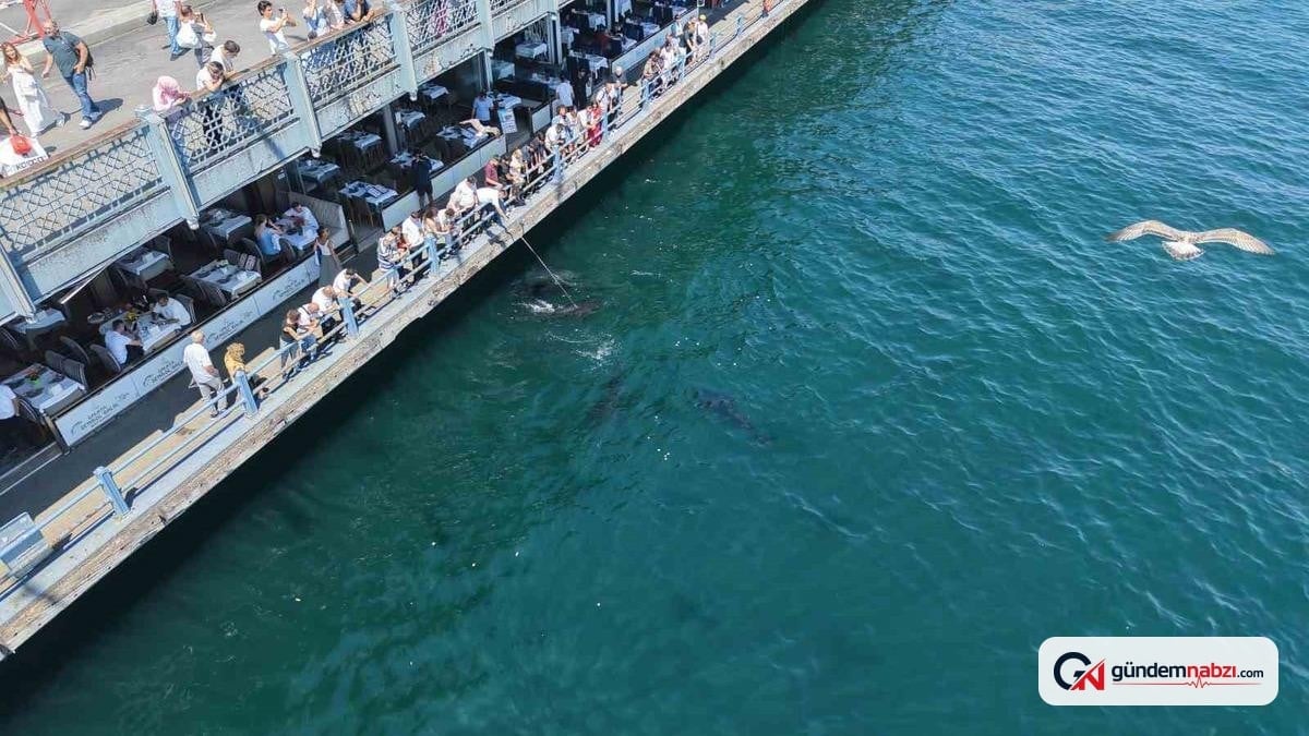 İstanbul Eminönü'nde dev orkinoslar kıyıya yanaştı