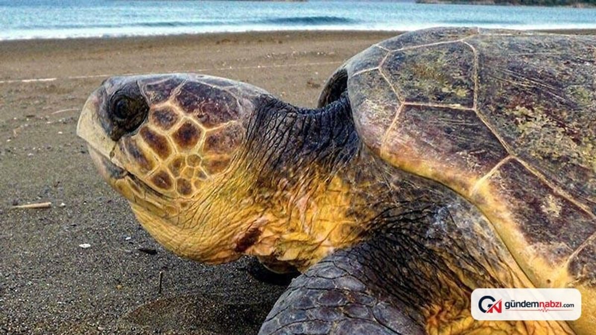 DEKAMER Müdürü Kaska'dan deniz milli parkı değerlendirmesi