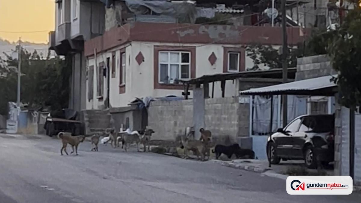 Gaziantep'te başıboş köpekler sürü halinde dolaştı