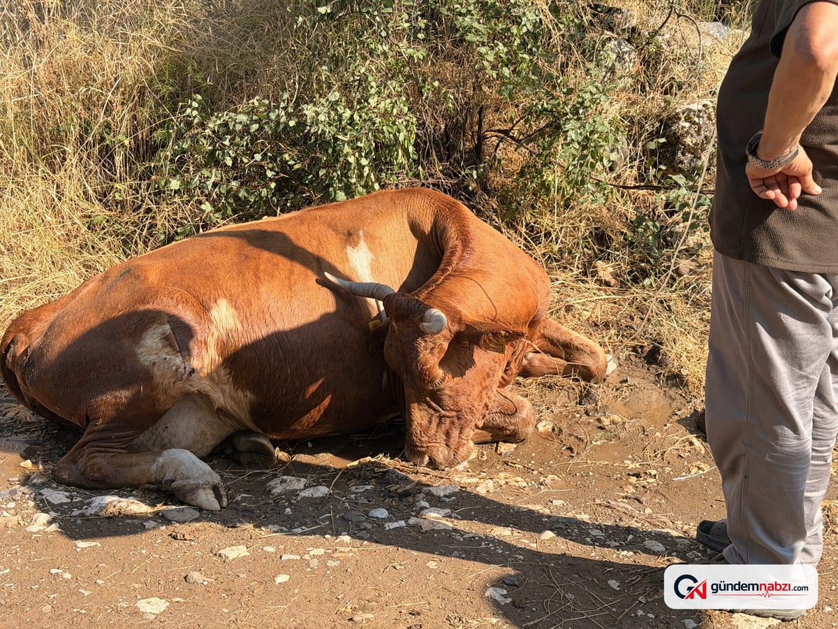 Kızıl ayrık otu nedeniyle 20 büyükbaş hayvan zehirlendi