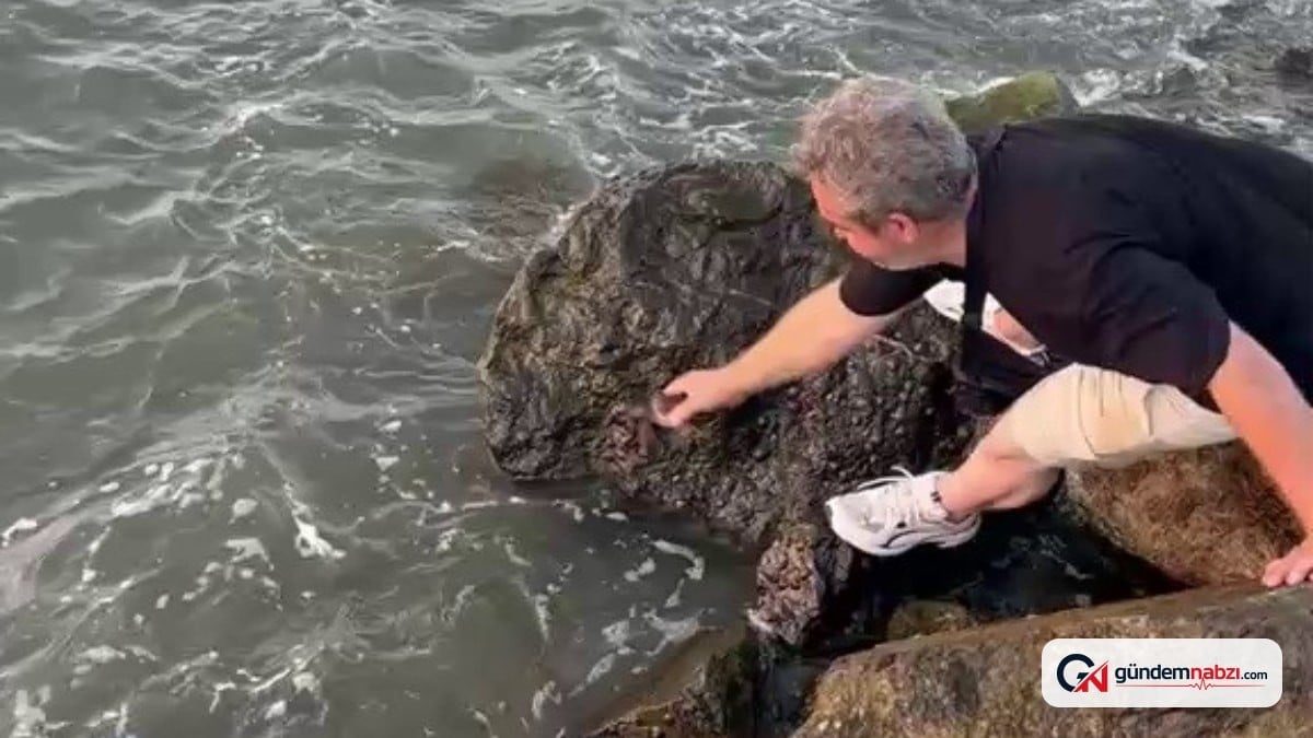 Hatay'da boğazına ip dolanan kaplumbağayı kurtardı