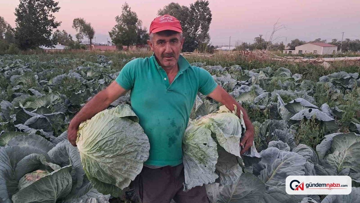 Erzurum Aziziye'de Söğütlü lahanası hasadı başladı