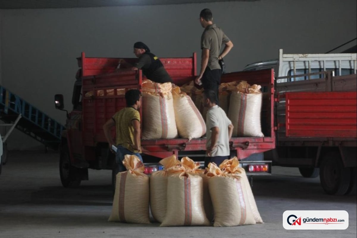 Ordu'da TMO fındık alımına başladı