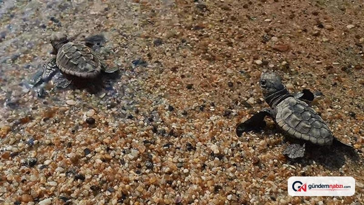 Kuşadası'nda caretta yavruları denizle buluştu