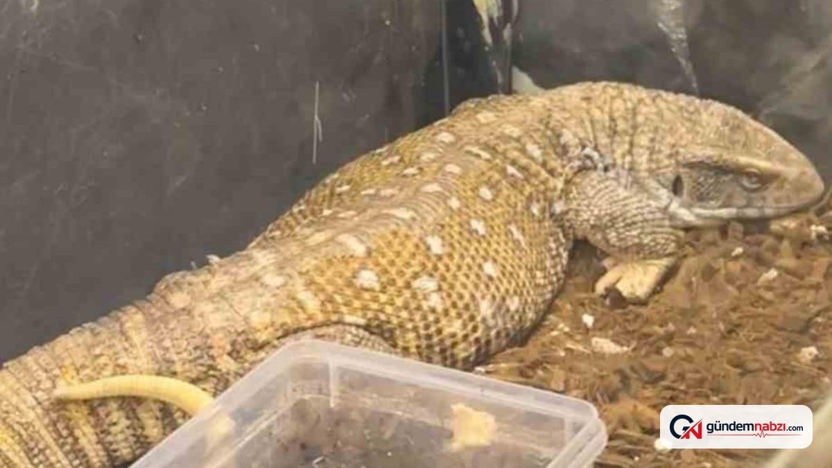Manisa'da egzotik hayvan operasyonu: 61 canlı kurtarıldı