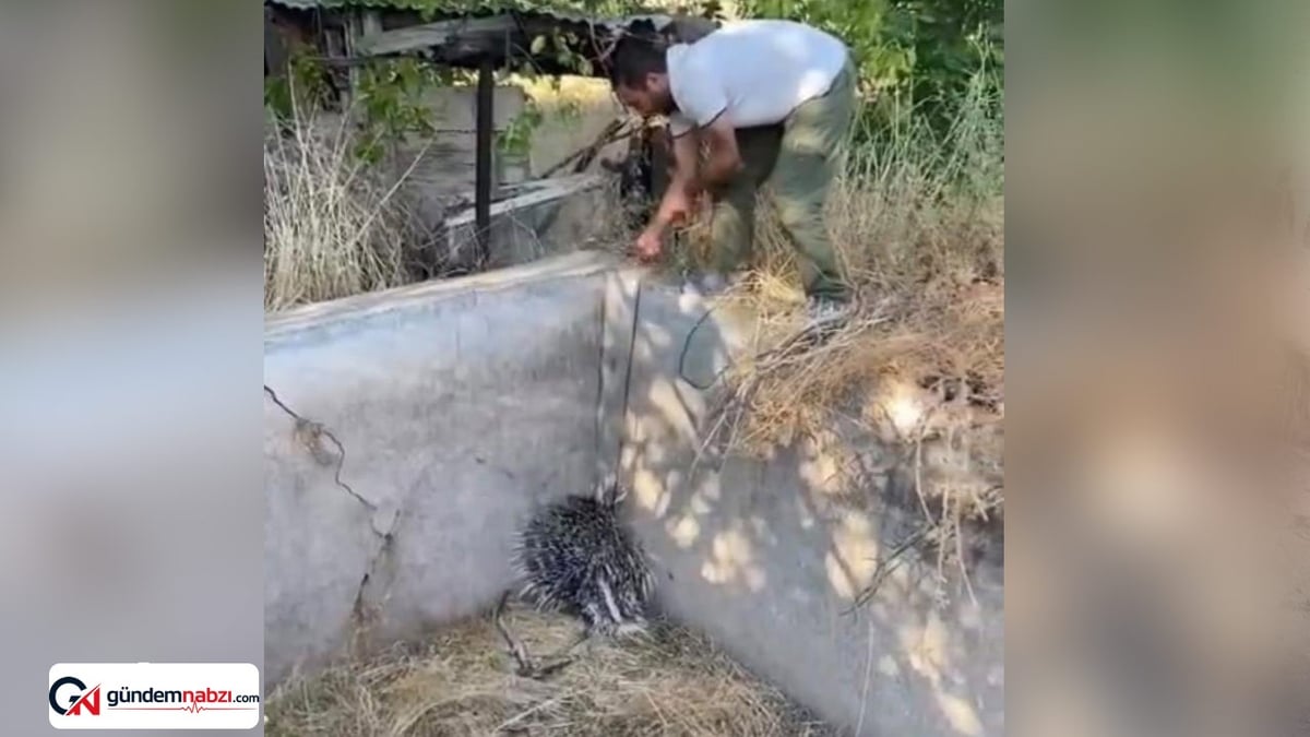 Elazığ'da havuzda mahsur kalan oklu kirpi kurtarıldı