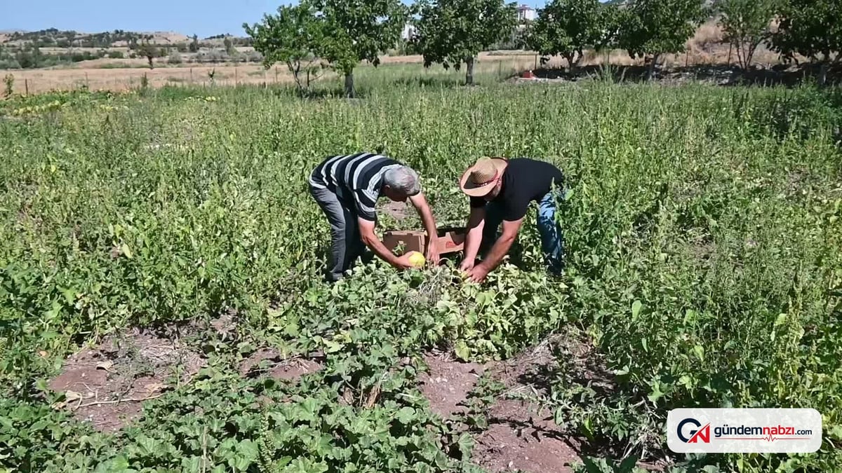 Yozgat’ta coğrafi işaretli Bağrıbütün kavunu pazarda yerini aldı