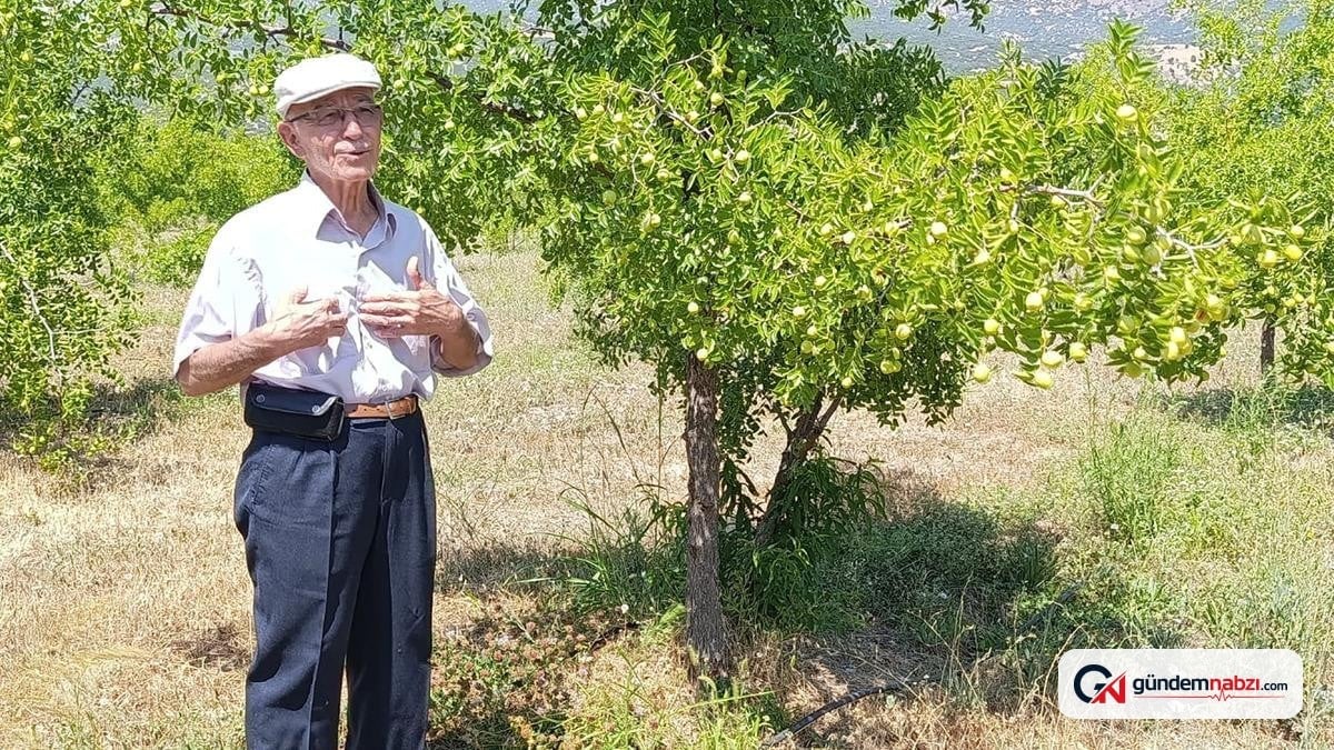 Denizli'de 300 yıllık hünnap ağaçlarından 7-8 ton ürün bekleniyor