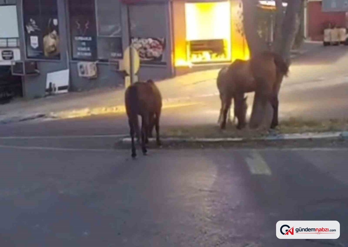 Tekirdağ'da başıboş atlar trafiği tehlikeye atıyor
