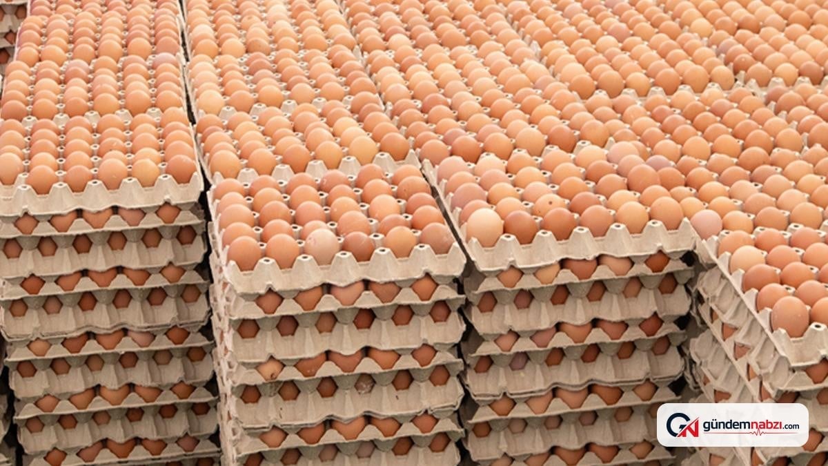 Belçika'da salmonella alarmı: Yumurtaları tüketen 306 kişi hastalandı
