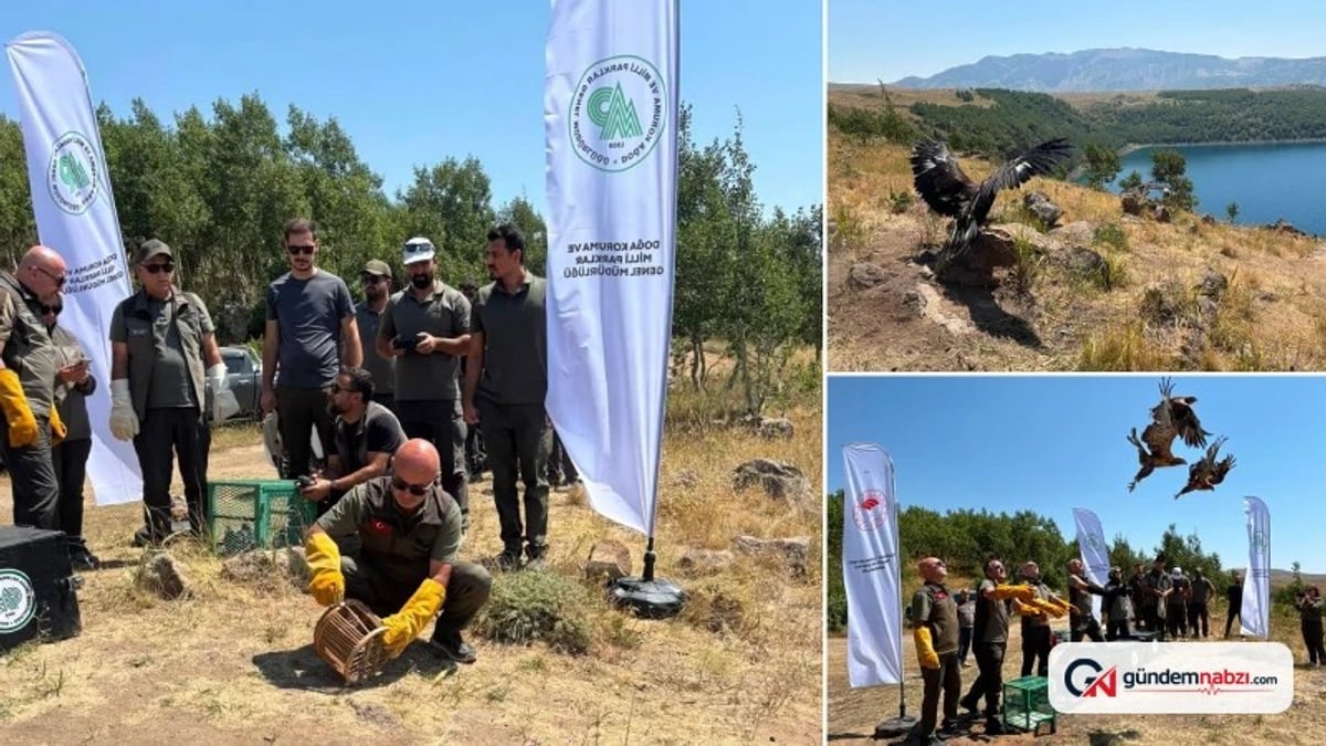 Tedavi edilen Kuşlar Nemrut Kalderası'nda doğaya salındı