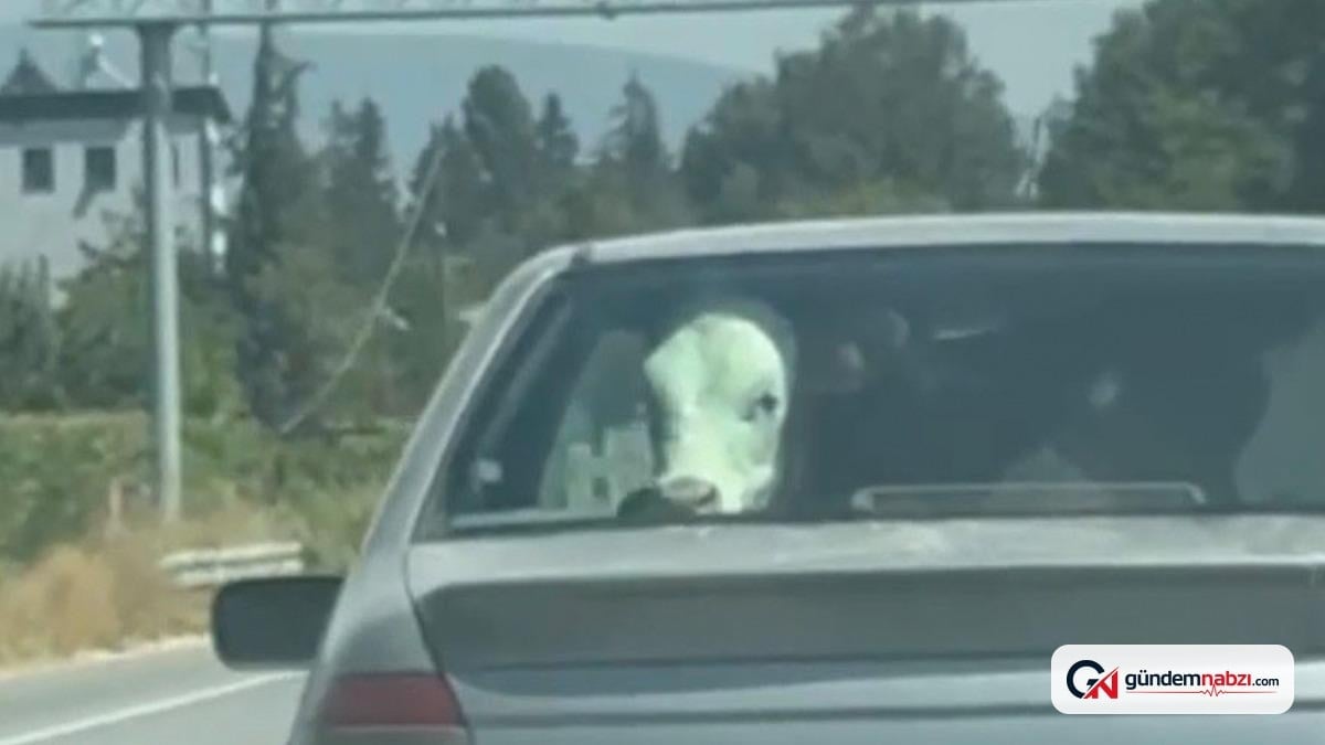 Bolu'da buzağı otomobille yolculuk yaptı