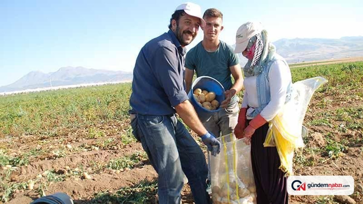 Niğde'de patates hasadı başladı, tarladaki fiyat üreticinin yüzünü güldürdü