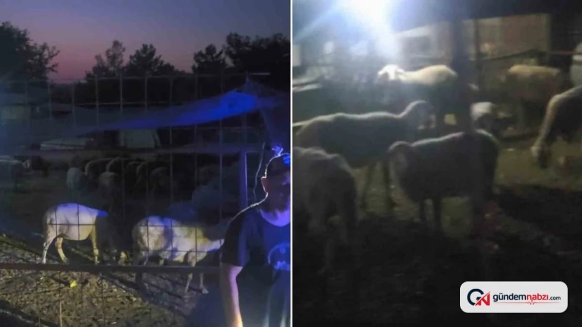 Bursa İnegöl'de kaybolan 50 küçükbaş hayvan dronla bulundu
