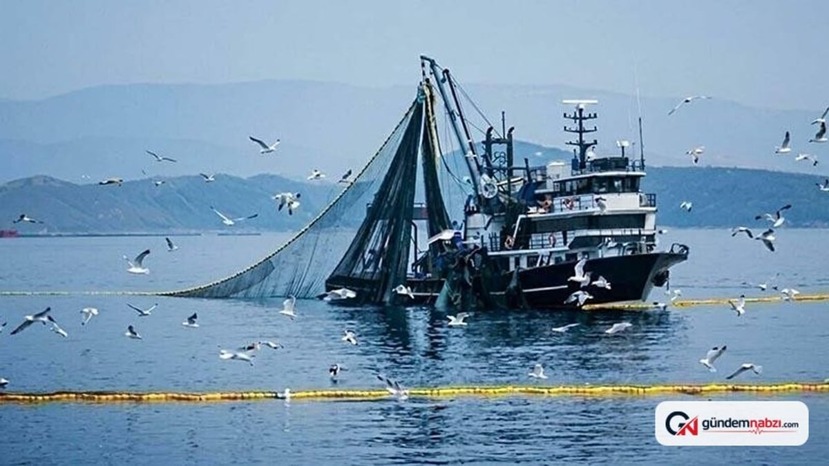 Bu sezon denizlerin padişahı palamut olacak