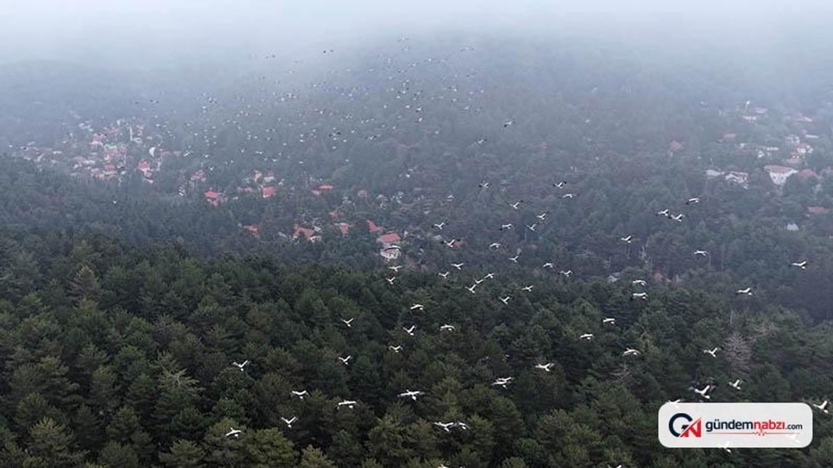 Osmaniye'de göç yolundaki leylekler dronla görüntülendi