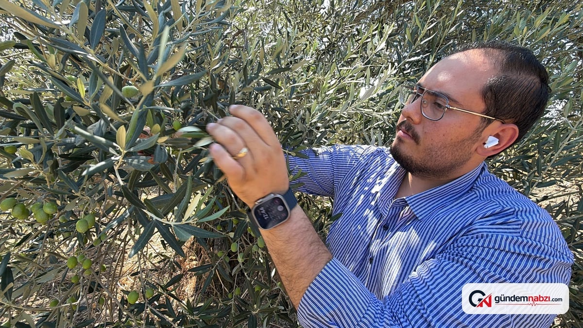 Zeytin hasadı bu yıl 15-20 gün erken başladı