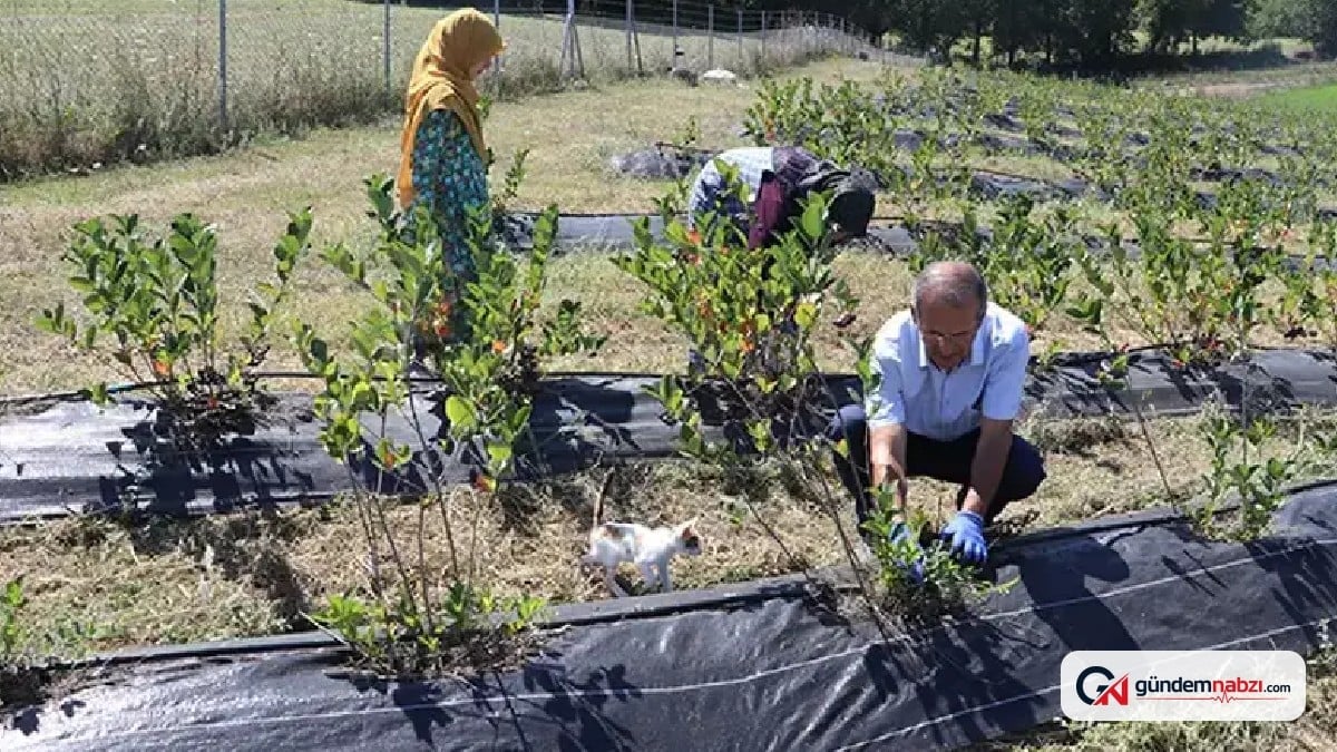 Zonguldak'ta Atıl araziyi aronya bahçesine dönüştürdü
