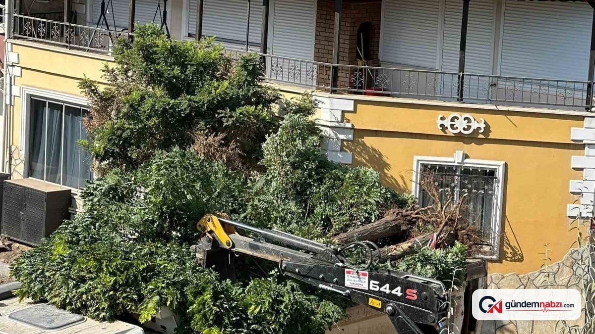 Sındırgı'da yol çalışmaları sırasında ağaçlar yerinden söküldü