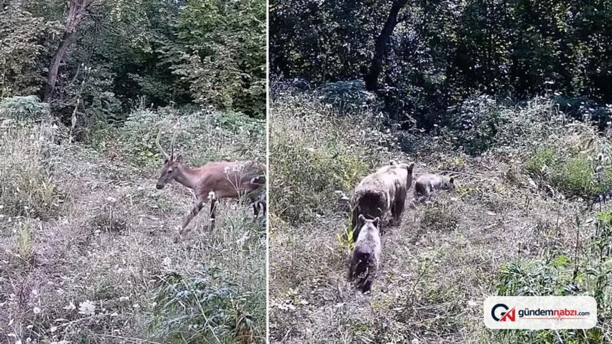 Bursa'da iş insanı fotokapanla yaban hayatını görüntüledi