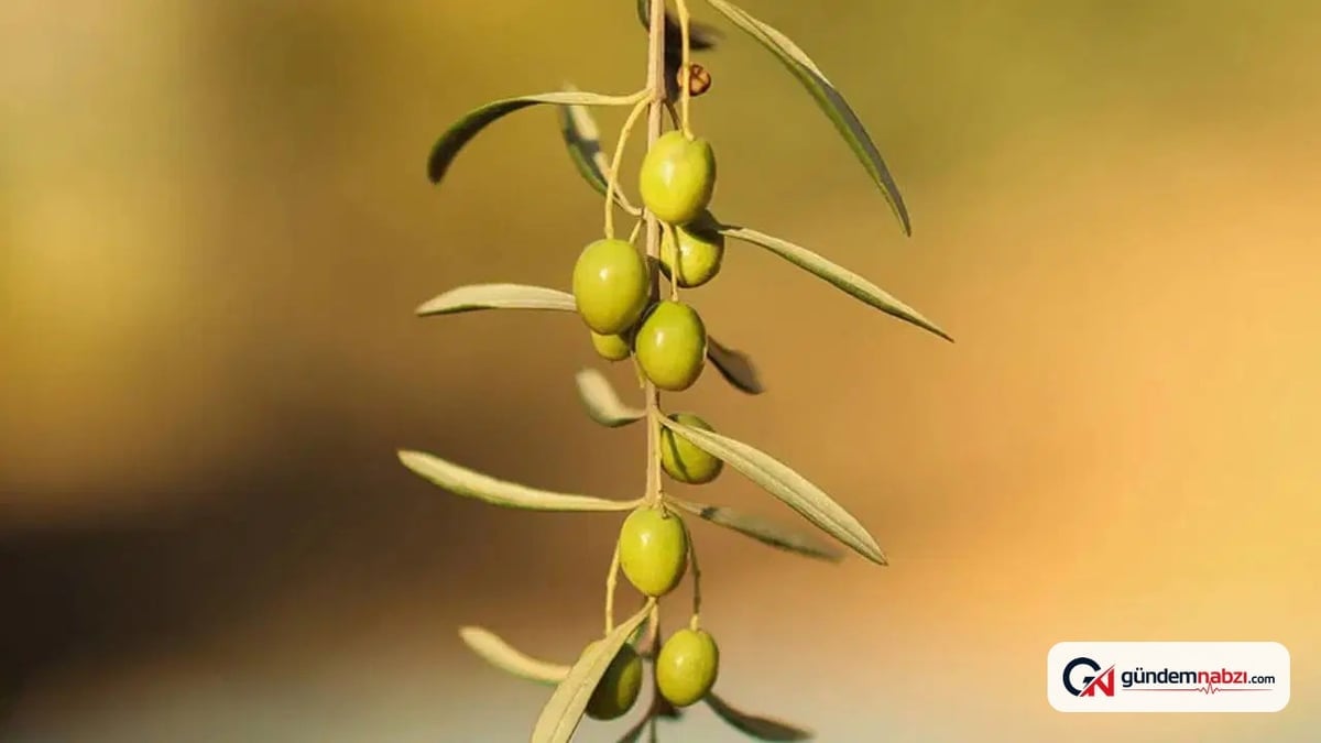 Zeytin Türkiye ekonomisine stratejik katkı sağlıyor