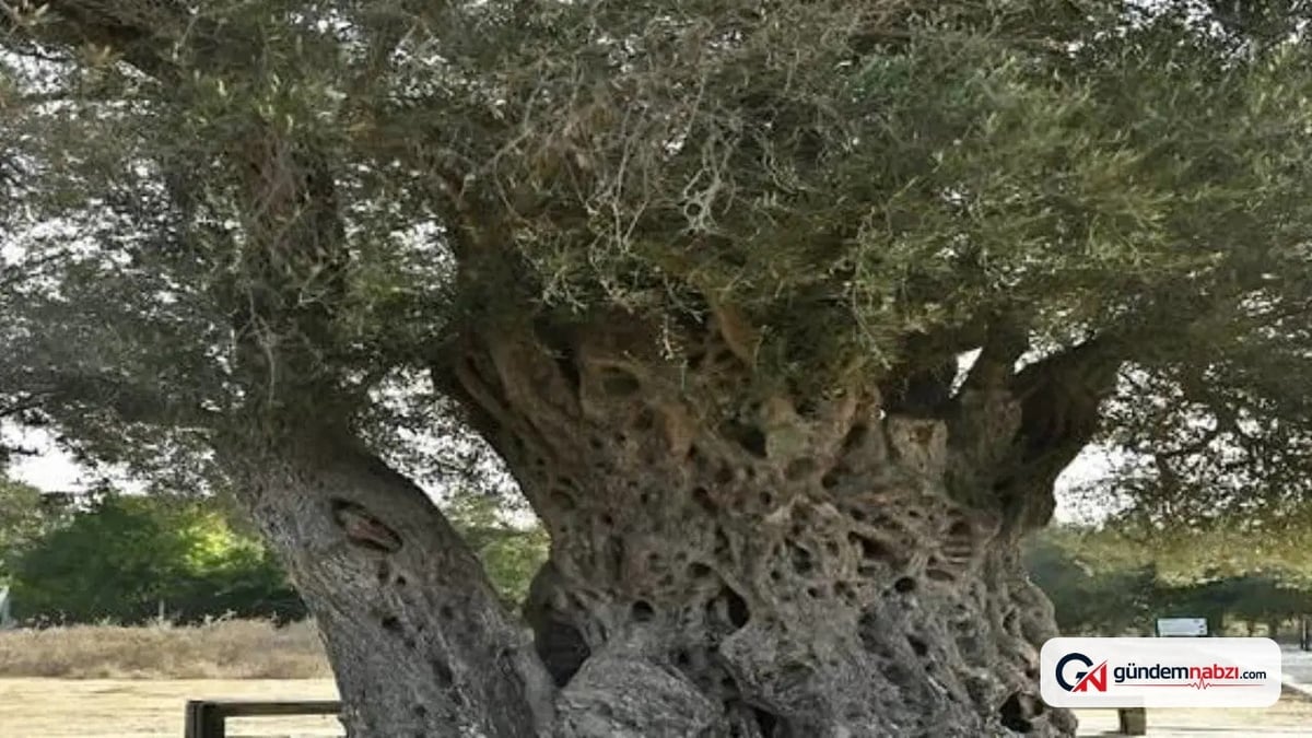 Umay Nine: Ege'nin mitolojik bekçisi 1800 yaşında zeytin ağacı