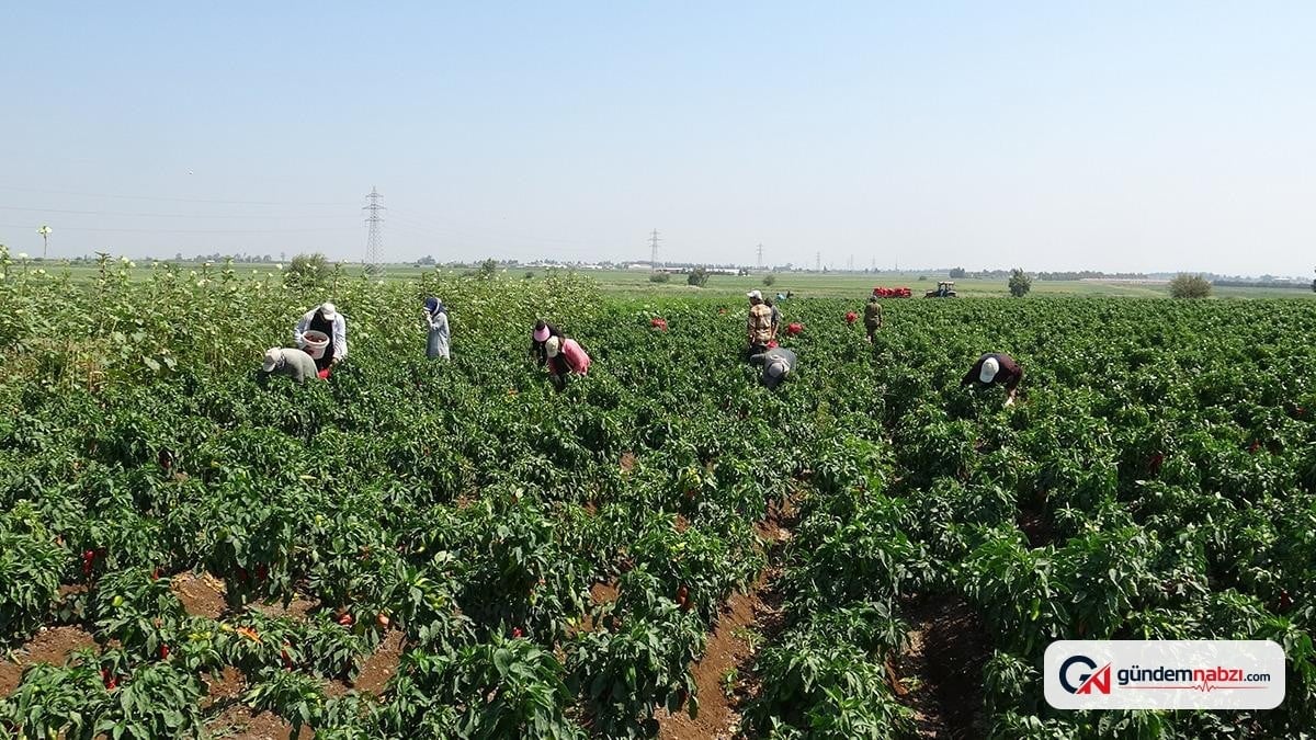 Hatay'da kapya biber hasadı başladı: Kilosu 25 TL