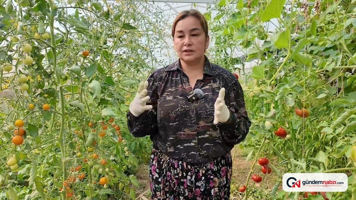 38 yaşında tarıma başladı, aldığı hibeyle serasını kurdu