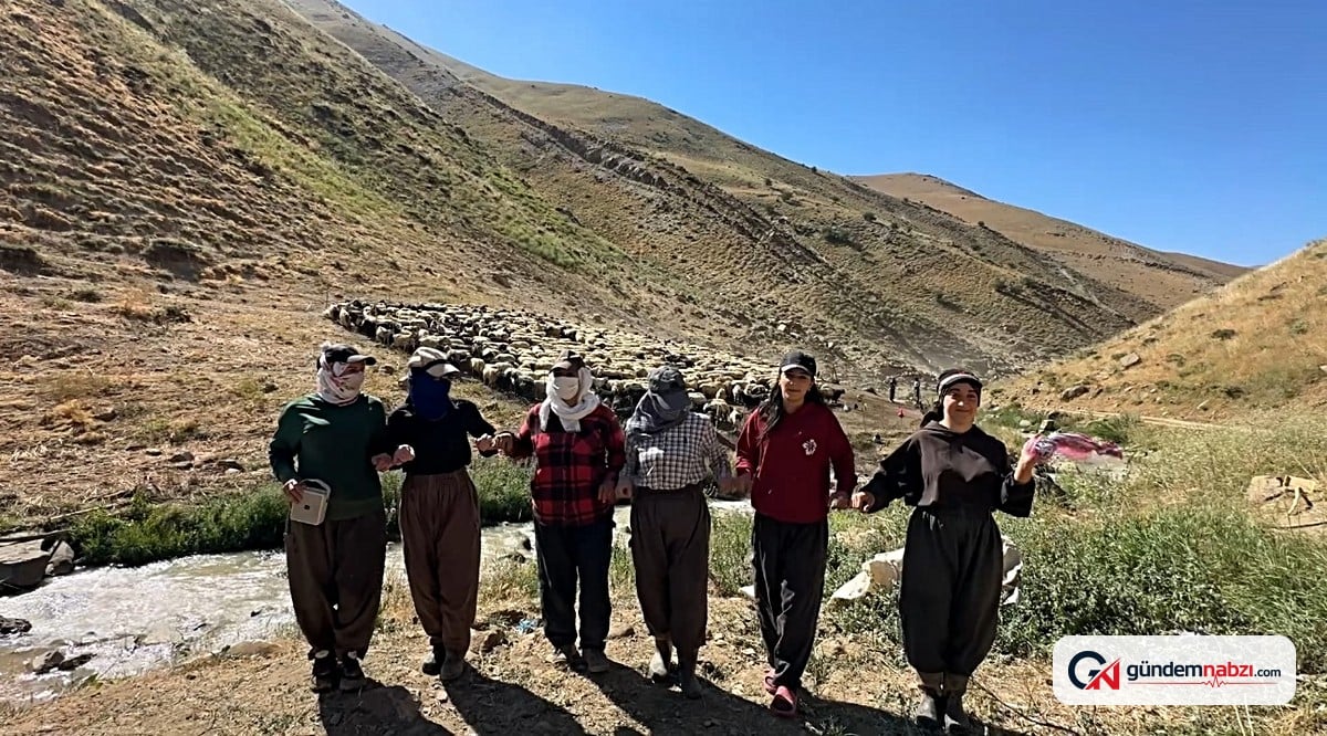 Hakkari'de berivanların zorlu yayla sağım mesaisi