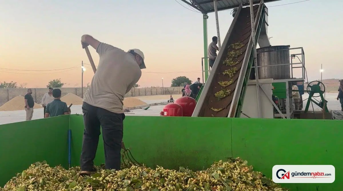 İç fıstık fiyatı 2 bin lirayı buldu, hasat sezonu başladı