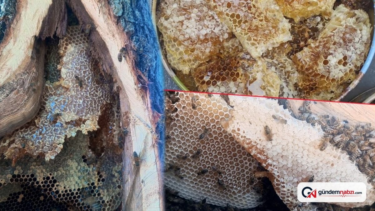 Sason'da doğal bal kilosu 15 bin liraya satılıyor