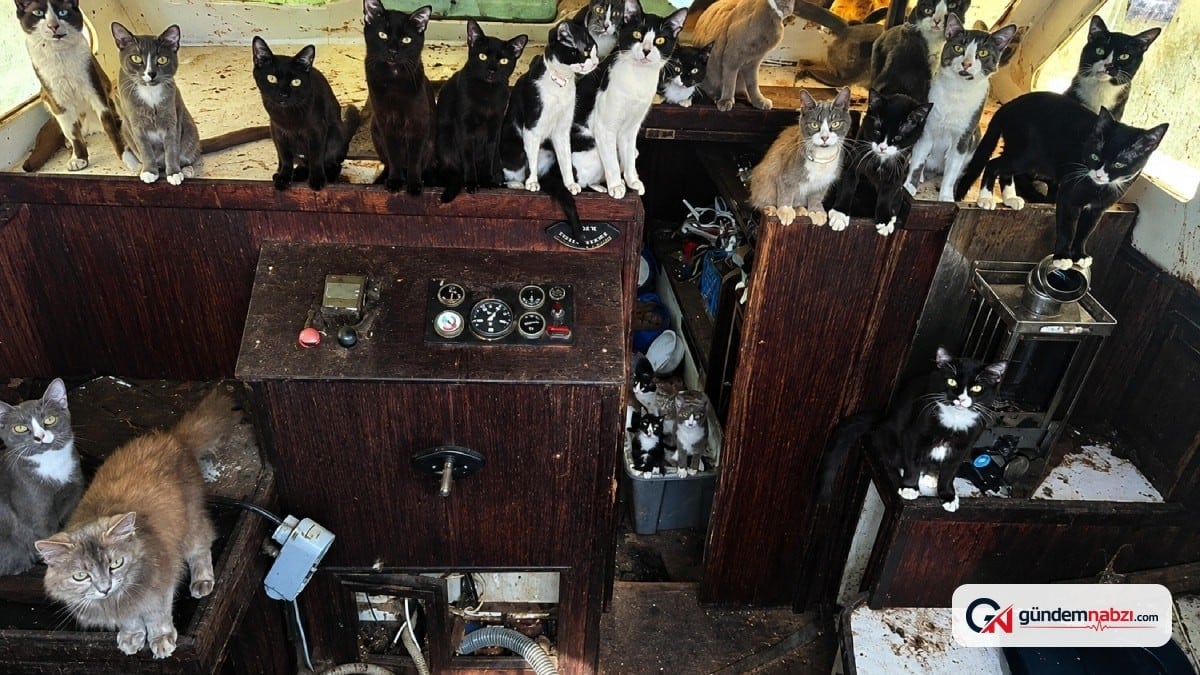 Terk edilmiş teknede 60 kedi bulundu