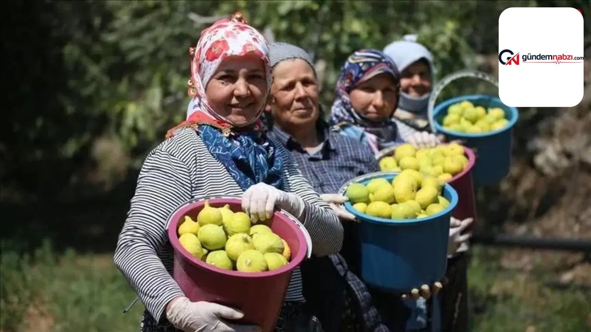 Kuru incir üreticileri kuraklık ve maliyet baskısıyla karşı karşıya
