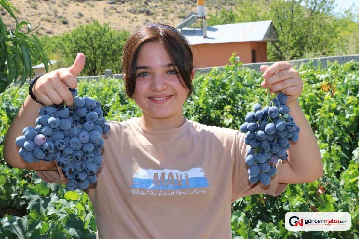 Cimin Üzümü'nde hasat heyecanı başladı