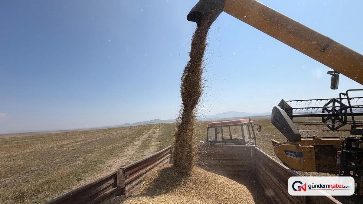 Kars'ta Kavılca buğdayı hasadı başladı