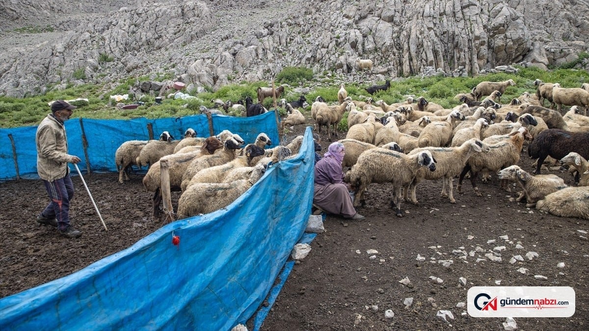 Tunceli Ovacık'ta 3 bin metre rakımda peynir üretimi sürüyor