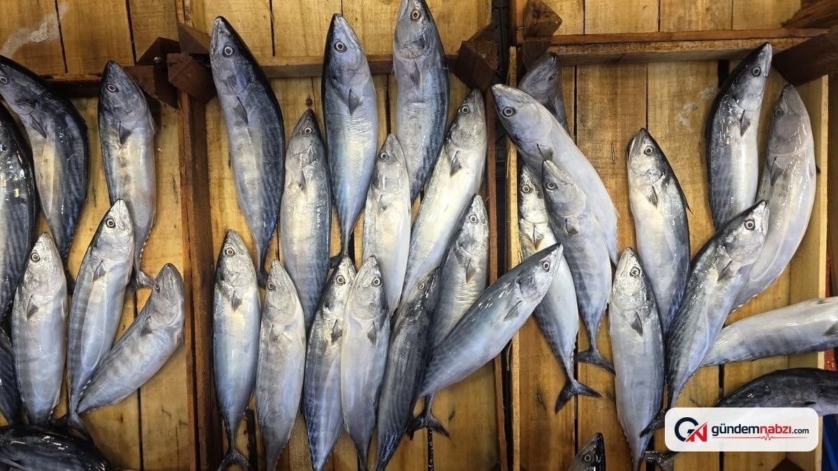 Balıkesir Bandırma'da palamut tezgahlarda, tanesi 150 TL