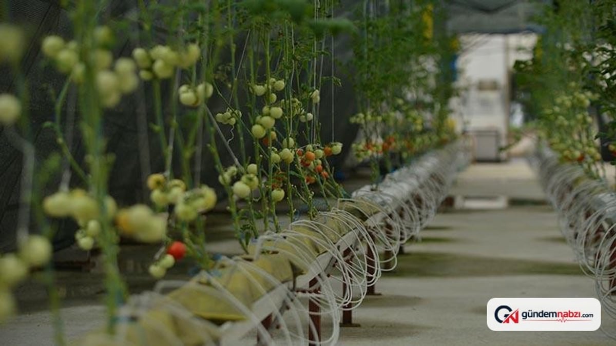 Çay atıklarından yerli 'çaykopit' üretildi, ilk mahsuller alındı