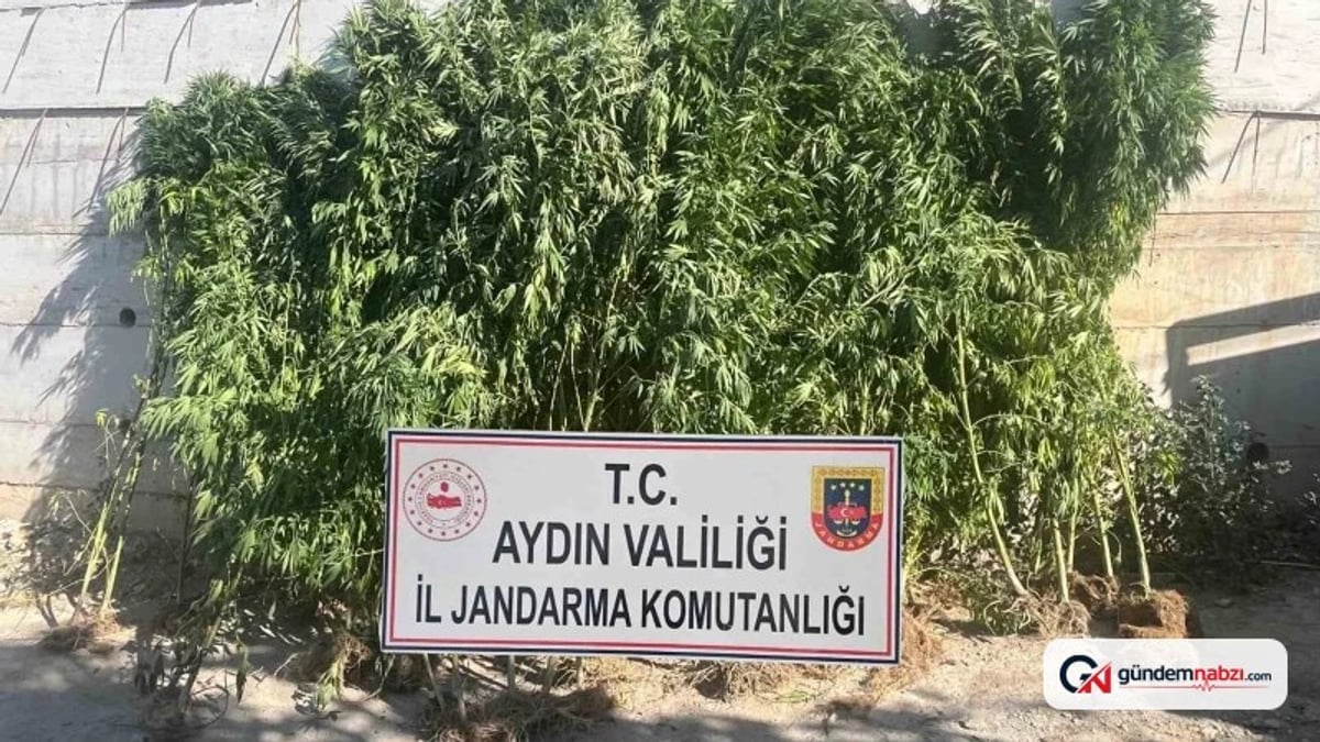 Aydın Efeler'de evinde kenevir yetiştiren şüpheli yakalandı