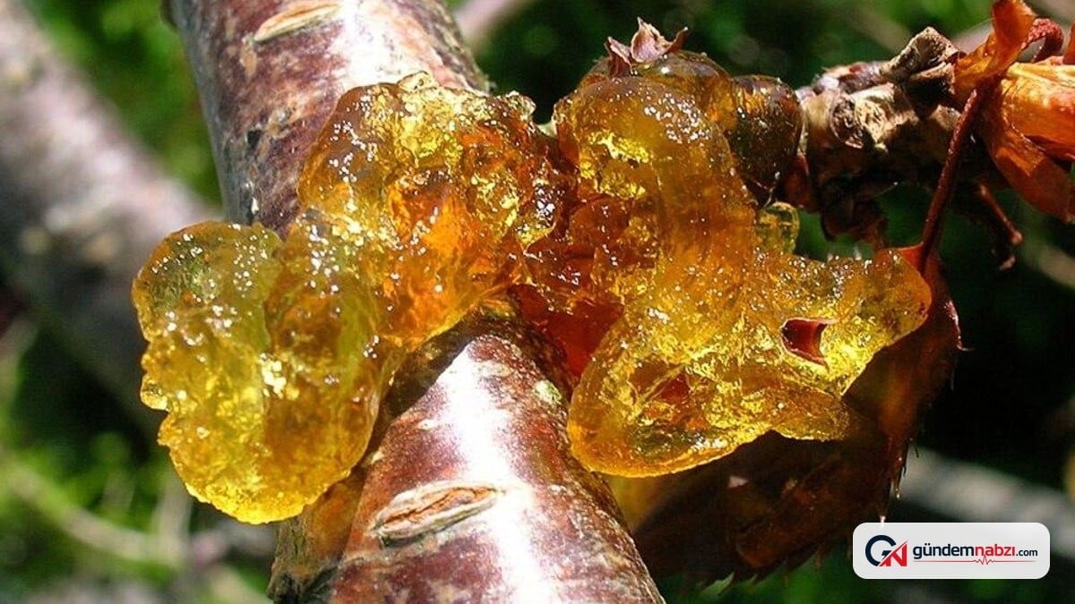Meyve ağaçlarındaki reçine salgısı strese işaret ediyor