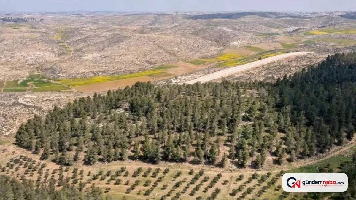 İsrail'deki 4 milyonluk Yatir Ormanı iklimi ısıttı
