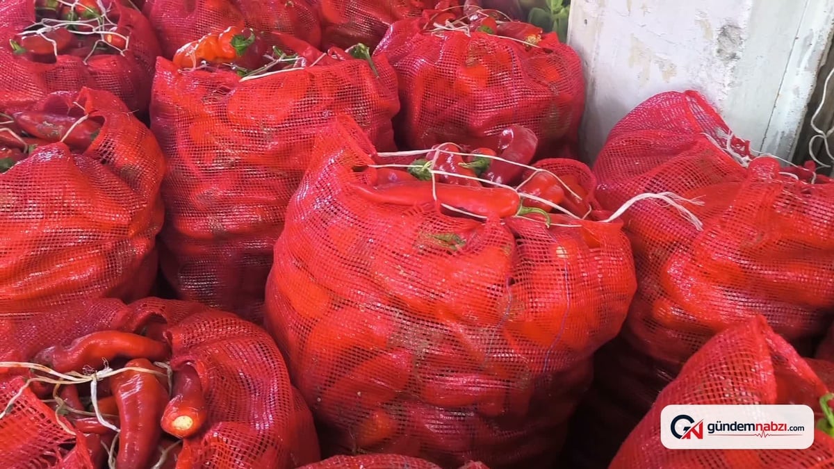 Osmaniye'de salçalık biber fiyatı ikiye katlandı