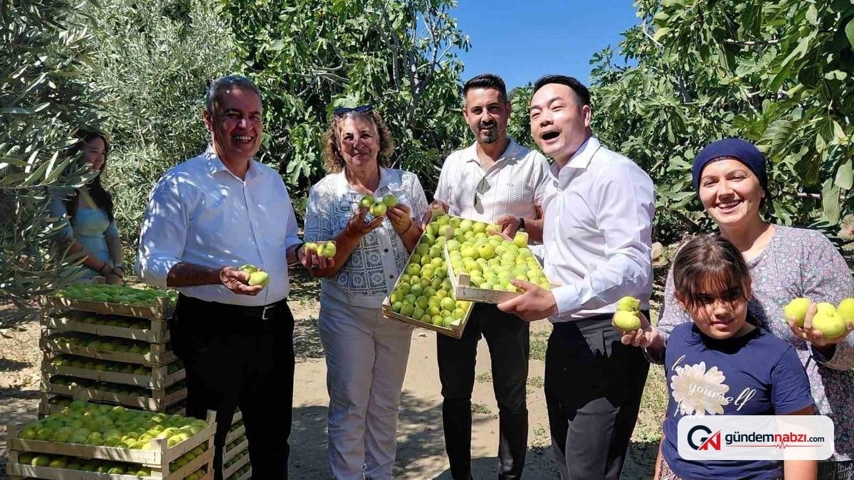 Çinli fenomen çift Aydın'ın sarı lop incirine hayran kaldı