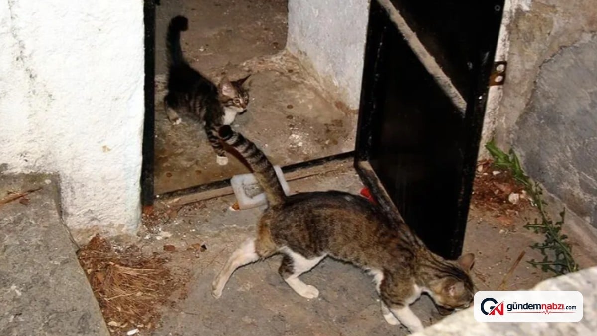 Şanlıurfa'da sarnıca düşen kedi yavrusu kurtarıldı