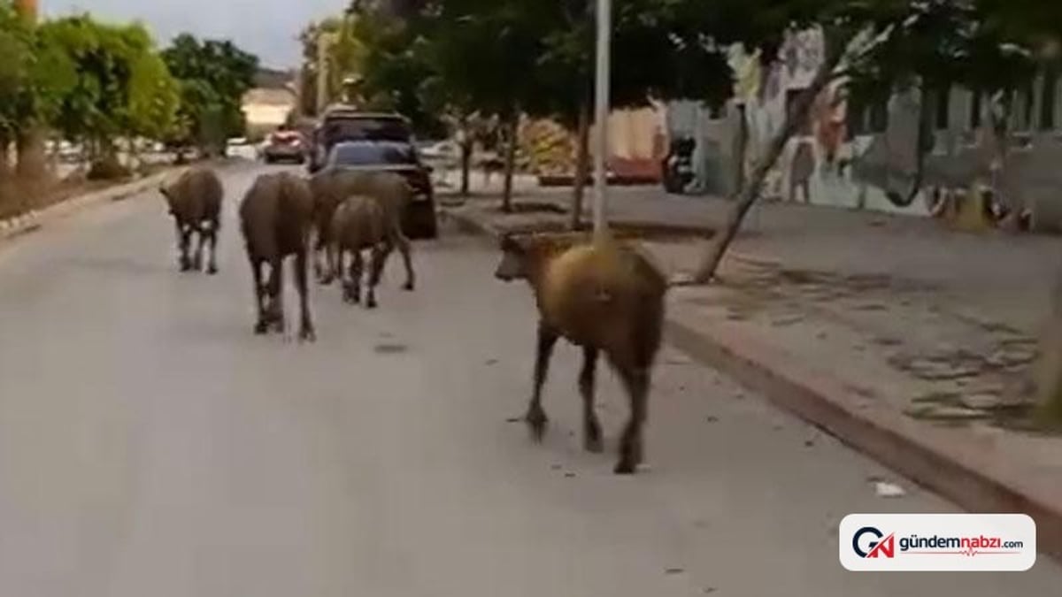 Hatay'da başıboş anguslar yola çıktı