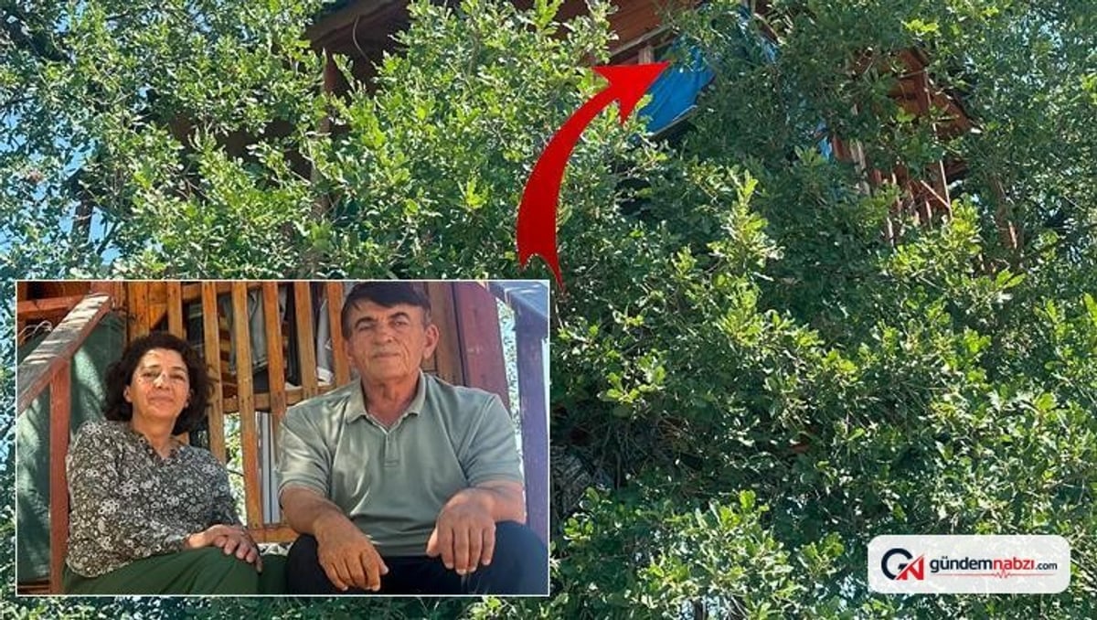 Malatya'da 150 yıllık meşe ağacının üzerine daire fiyatına ev yaptı