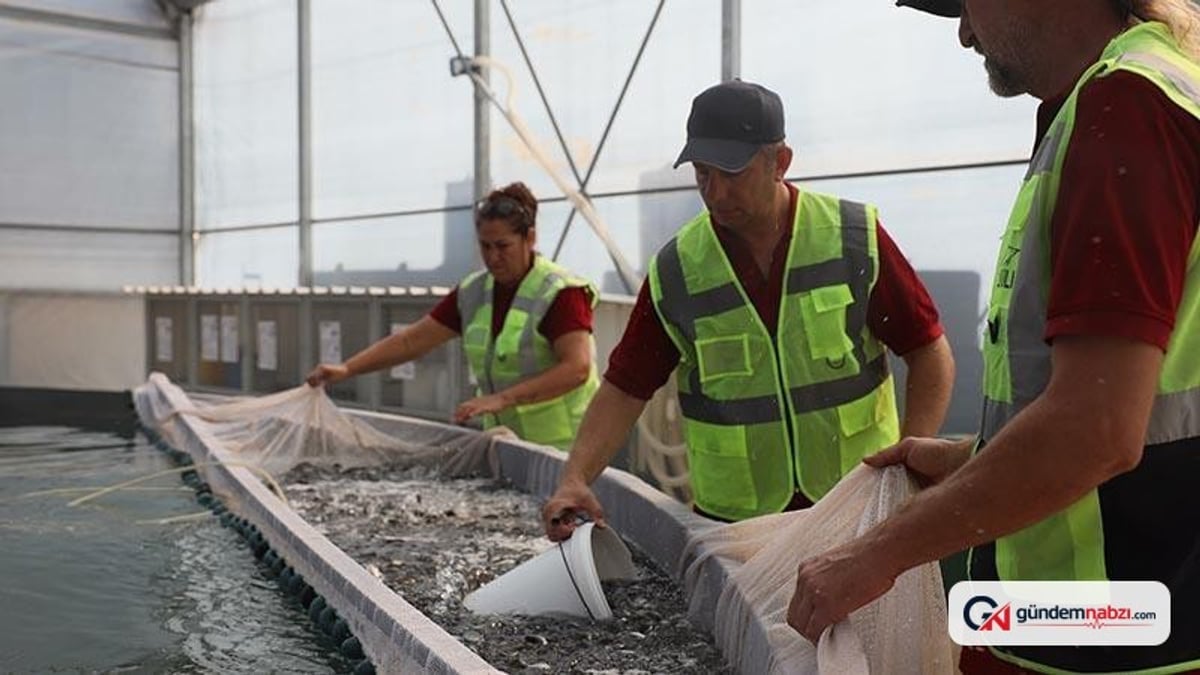 Muğla'dan 5 ülkeye 33 milyon yavru balık ihraç edildi