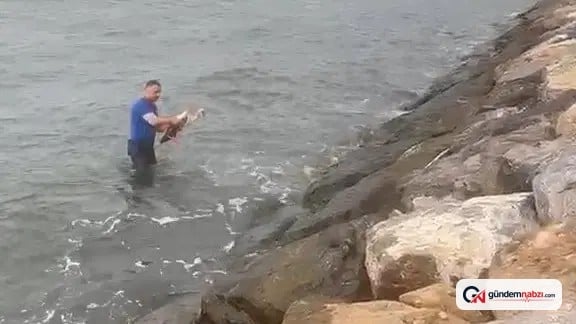 Hatay İskenderun'da Belediye görevlisi yaralı leyleği denize girerek kurtardı